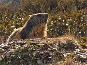 68 Anche le marmotte si risvegliano dal lungo letargo invernale